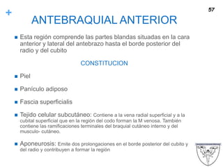 +
ANTEBRAQUIAL ANTERIOR
 Esta región comprende las partes blandas situadas en la cara
anterior y lateral del antebrazo hasta el borde posterior del
radio y del cubito
CONSTITUCION
 Piel
 Panículo adiposo
 Fascia superficialis
 Tejido celular subcutáneo: Contiene a la vena radial superficial y a la
cubital superficial que en la región del codo forman la M venosa. También
contiene las ramificaciones terminales del braquial cutáneo interno y del
musculo- cutáneo.
 Aponeurosis: Emite dos prolongaciones en el borde posterior del cubito y
del radio y contribuyen a formar la región
57
 