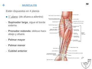 + MUSCULOS
Están dispuestos en 4 planos
 1° plano: (de afuera a adentro)
- Supinador largo, sigue el borde
externo
- Pronador redondo, oblicuo hacia
abajo y afuera
- Palmar mayor
- Palmar menor
- Cubital anterior
58
 
