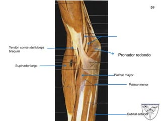 59
Supinador largo
Palmar mayor
Palmar menor
Cubital anterior
Tendón común del biceps
braquial
Pronador redondo
 