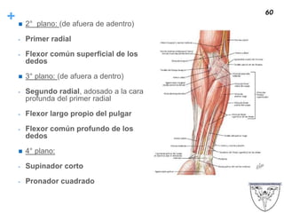 +  2° plano: (de afuera de adentro)
- Primer radial
- Flexor común superficial de los
dedos
 3° plano: (de afuera a dentro)
- Segundo radial, adosado a la cara
profunda del primer radial
- Flexor largo propio del pulgar
- Flexor común profundo de los
dedos
 4° plano:
- Supinador corto
- Pronador cuadrado
60
 