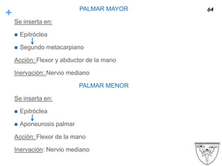 + PALMAR MAYOR
Se inserta en:
 Epitróclea
 Segundo metacarpiano
Acción: Flexor y abductor de la mano
Inervación: Nervio mediano
PALMAR MENOR
Se inserta en:
 Epitróclea
 Aponeurosis palmar
Acción: Flexor de la mano
Inervación: Nervio mediano
64
 