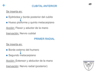 + CUBITAL ANTERIOR
Se inserta en:
 Epitróclea y borde posterior del cubito
 Hueso pisiforme y quinto metacarpiano
Acción: Flexor y aductor de la mano
Inervación: Nervio cubital
PRIMER RADIAL
Se inserta en:
 Borde externo del humero
 Segundo metacarpiano
Acción: Extensor y abductor de la mano
Inervación: Nervio radial (posterior)
65
 