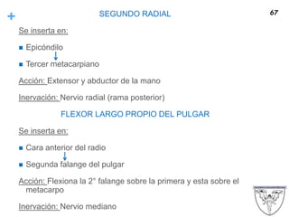 + SEGUNDO RADIAL
Se inserta en:
 Epicóndilo
 Tercer metacarpiano
Acción: Extensor y abductor de la mano
Inervación: Nervio radial (rama posterior)
FLEXOR LARGO PROPIO DEL PULGAR
Se inserta en:
 Cara anterior del radio
 Segunda falange del pulgar
Acción: Flexiona la 2° falange sobre la primera y esta sobre el
metacarpo
Inervación: Nervio mediano
67
 