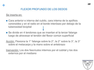 +
FLEXOR PROFUNDO DE LOS DEDOS
Se inserta en:
 Cara anterior e interna del cubito, cara interna de la apófisis
coronoides y en el radio en el borde interóseo por debajo de la
tuberosidad bicipital
 Se divide en 4 tendones que se insertan el la tercer falange
luego de atravesar el tendón del flexor común superficial
Acción: Flexiona la 1° falange sobre la 2°, la 2° sobre la 3°, la 3°
sobre el metacarpo y la mano sobre el antebrazo
Inervación: Los dos fascículos internos por el cubital y los dos
externos por el mediano
68
 