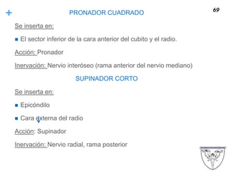 + PRONADOR CUADRADO
Se inserta en:
 El sector inferior de la cara anterior del cubito y el radio.
Acción: Pronador
Inervación: Nervio interóseo (rama anterior del nervio mediano)
SUPINADOR CORTO
Se inserta en:
 Epicóndilo
 Cara externa del radio
Acción: Supinador
Inervación: Nervio radial, rama posterior
69
 