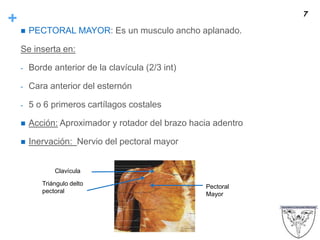 +
 PECTORAL MAYOR: Es un musculo ancho aplanado.
Se inserta en:
- Borde anterior de la clavícula (2/3 int)
- Cara anterior del esternón
- 5 o 6 primeros cartílagos costales
 Acción: Aproximador y rotador del brazo hacia adentro
 Inervación: Nervio del pectoral mayor
7
Clavícula
Triángulo delto
pectoral
Pectoral
Mayor
 