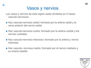 +
Vasos y nervios
Los vasos y nervios de esta región están divididos en 4 haces
vasculo-nerviosos:
 Haz vasculo-nervioso radial: formado por la arteria radial y la
rama anterior del nervio radial
 Haz vasculo-nervioso cubita: formado por la arteria cubital y los
nervios cubitales
 Haz vasculo-nervioso interoseo: formado por la arteria y nervio
interoseo
 Haz vasculo- nervioso medio: formado por el nervio mediano y
su arteria satelite
70
 