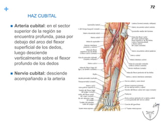 +
HAZ CUBITAL
 Arteria cubital: en el sector
superior de la región se
encuentra profunda, pasa por
debajo del arco del flexor
superficial de los dedos,
luego desciende
verticalmente sobre el flexor
profundo de los dedos
 Nervio cubital: desciende
acompañando a la arteria
72
 