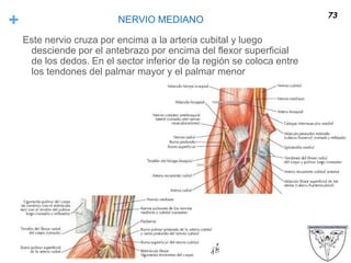 + NERVIO MEDIANO
Este nervio cruza por encima a la arteria cubital y luego
desciende por el antebrazo por encima del flexor superficial
de los dedos. En el sector inferior de la región se coloca entre
los tendones del palmar mayor y el palmar menor
73
 