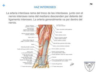 + HAZ INTEROSEO
La arteria interósea rama del troco de las interóseas junto con el
nervio interoseo rama del mediano descienden por delante del
ligamento interoseo. La arteria generalmente va por dentro del
nervio.
74
 