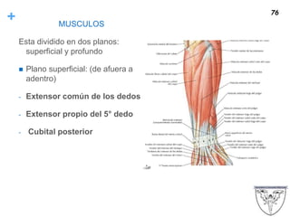 + MUSCULOS
Esta dividido en dos planos:
superficial y profundo
 Plano superficial: (de afuera a
adentro)
- Extensor común de los dedos
- Extensor propio del 5° dedo
- Cubital posterior
76
 
