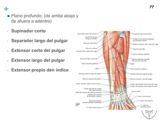 +
 Plano profundo: (de arriba abajo y
de afuera a adentro)
- Supinador corto
- Separador largo del pulgar
- Extensor corto del pulgar
- Extensor largo del pulgar
- Extensor propio den índice
77
 