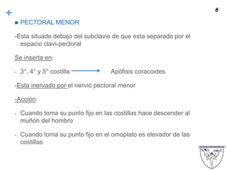 +
 PECTORAL MENOR
-Esta situado debajo del subclavio de que esta separado por el
espacio clavi-pectoral
Se inserta en:
- 3°, 4° y 5° costilla Apófisis coracoides
-Esta inervado por el nervio pectoral menor
-Acción:
- Cuando toma su punto fijo en las costillas hace descender al
muñón del hombro
- Cuando toma su punto fijo en el omoplato es elevador de las
costillas
8
 