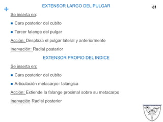 +
EXTENSOR LARGO DEL PULGAR
Se inserta en:
 Cara posterior del cubito
 Tercer falange del pulgar
Acción: Desplaza el pulgar lateral y anteriormente
Inervación: Radial posterior
EXTENSOR PROPIO DEL INDICE
Se inserta en:
 Cara posterior del cubito
 Articulación metacarpo- falángica
Acción: Extiende la falange proximal sobre su metacarpo
Inervación Radial posterior
81
 