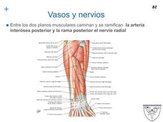 +
Vasos y nervios
 Entre los dos planos musculares caminan y se ramifican la arteria
interósea posterior y la rama posterior el nervio radial
82
 
