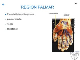 +
REGION PALMAR
 Esta dividida en 3 regiones:
- palmar media
- Tenar
- Hipotenar.
85
Eminencia tenar
Eminencia
hipotenar
 