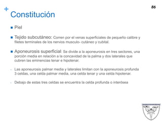 +
Constitución
 Piel
 Tejido subcutáneo: Corren por el venas superficiales de pequeño calibre y
filetes terminales de los nervios musculo- cutáneo y cubital.
 Aponeurosis superficial: Se divide a la aponeurosis en tres sectores, una
porción media en relación a la concavidad de la palma y dos laterales que
cubren las eminencias tenar e hipotenar.
- Las aponeurosis palmar media y laterales limitan con la aponeurosis profunda
3 celdas, una celda palmar media, una celda tenar y una celda hipotenar.
- Debajo de estas tres celdas se encuentra la celda profunda o interósea
86
 