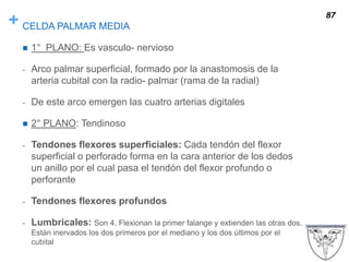 + CELDA PALMAR MEDIA
 1° PLANO: Es vasculo- nervioso
- Arco palmar superficial, formado por la anastomosis de la
arteria cubital con la radio- palmar (rama de la radial)
- De este arco emergen las cuatro arterias digitales
 2° PLANO: Tendinoso
- Tendones flexores superficiales: Cada tendón del flexor
superficial o perforado forma en la cara anterior de los dedos
un anillo por el cual pasa el tendón del flexor profundo o
perforante
- Tendones flexores profundos
- Lumbricales: Son 4. Flexionan la primer falange y extienden las otras dos.
Están inervados los dos primeros por el mediano y los dos últimos por el
cubital
87
 