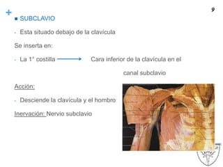 +  SUBCLAVIO
- Esta situado debajo de la clavícula
Se inserta en:
- La 1° costilla Cara inferior de la clavícula en el
canal subclavio
Acción:
- Desciende la clavícula y el hombro
Inervación: Nervio subclavio
9
 