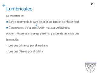 +
Lumbricales
Se insertan en:
 Borde externo de la cara anterior del tendón del flexor Prof.
 Cara externa de la articulación metacarpo falángica
Acción: Flexiona la falange proximal y extiende las otras dos
Inervación:
- Los dos primeros por el mediano
- Los dos últimos por el cubital
90
 