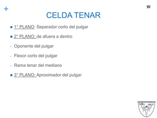 +
CELDA TENAR
 1° PLANO: Separador corto del pulgar
 2° PLANO: de afuera a dentro
- Oponente del pulgar
- Flexor corto del pulgar
- Rama tenar del mediano
 3° PLANO: Aproximador del pulgar
91
 