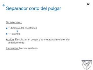 +
Separador corto del pulgar
Se inserta en:
 Tubérculo del escafoides
 1° falange
Acción: Desplazan el pulgar y su metacarpiano lateral y
anteriormente
Inervación: Nervio mediano
93
 
