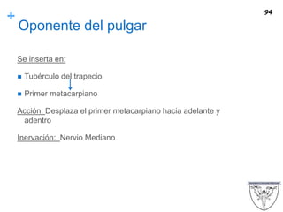 +
Oponente del pulgar
Se inserta en:
 Tubérculo del trapecio
 Primer metacarpiano
Acción: Desplaza el primer metacarpiano hacia adelante y
adentro
Inervación: Nervio Mediano
94
 