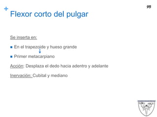 +
Flexor corto del pulgar
Se inserta en:
 En el trapezoide y hueso grande
 Primer metacarpiano
Acción: Desplaza el dedo hacia adentro y adelante
Inervación: Cubital y mediano
95
 