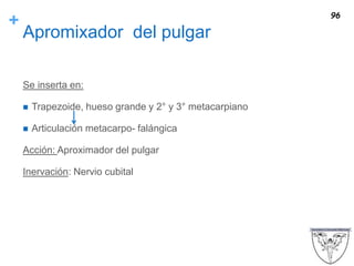 +
Apromixador del pulgar
Se inserta en:
 Trapezoide, hueso grande y 2° y 3° metacarpiano
 Articulación metacarpo- falángica
Acción: Aproximador del pulgar
Inervación: Nervio cubital
96
 