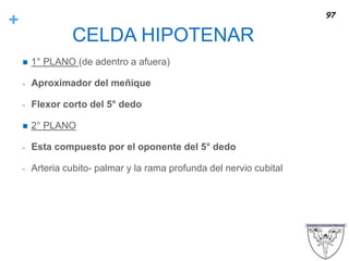 +
CELDA HIPOTENAR
 1° PLANO (de adentro a afuera)
- Aproximador del meñique
- Flexor corto del 5° dedo
 2° PLANO
- Esta compuesto por el oponente del 5° dedo
- Arteria cubito- palmar y la rama profunda del nervio cubital
97
 