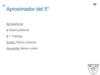 +
Aproximador del 5°
Se inserta en:
 Hueso pisiforme
 1° Falange
Acción: Flexor y aductor
Inervación: Nervio cubital
99
 
