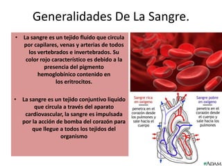 Generalidades De La Sangre.
• La sangre es un tejido fluido que circula
por capilares, venas y arterias de todos
los vertebrados e invertebrados. Su
color rojo característico es debido a la
presencia del pigmento
hemoglobínico contenido en
los eritrocitos.

• La sangre es un tejido conjuntivo liquido
que circula a través del aparato
cardiovascular, la sangre es impulsada
por la acción de bomba del corazón para
que llegue a todos los tejidos del
organismo

 