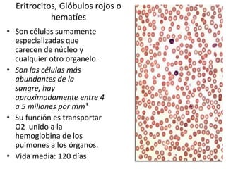 Eritrocitos, Glóbulos rojos o
hematíes
• Son células sumamente
especializadas que
carecen de núcleo y
cualquier otro organelo.
• Son las células más
abundantes de la
sangre, hay
aproximadamente entre 4
a 5 millones por mm³
• Su función es transportar
O2 unido a la
hemoglobina de los
pulmones a los órganos.
• Vida media: 120 días

 