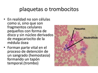plaquetas o trombocitos
• En realidad no son células
como si, sino que son
fragmentos celulares
pequeños con forma de
disco y sin núcleo derivados
de megacariocito de la
médula ósea
• Forman parte vital en el
proceso de detención de
un sangrado (hemostasia)
formando un tapón
temporal.(trombo)

 