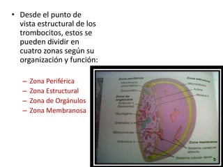 • Desde el punto de
vista estructural de los
trombocitos, estos se
pueden dividir en
cuatro zonas según su
organización y función:
–
–
–
–

Zona Periférica
Zona Estructural
Zona de Orgánulos
Zona Membranosa

 