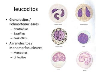 leucocitos
• Granulocitos /
Polimorfonucleares
– Neutrófilos
– Basófilos
– Eosinófilos

• Agranulocitos /
Monomorfonucleares
– Monocitos
– Linfocitos

 