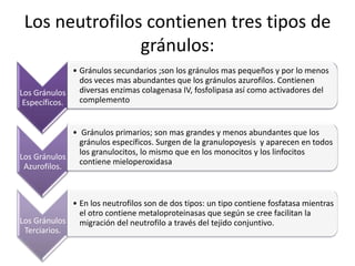 Los neutrofilos contienen tres tipos de
gránulos:
• Gránulos secundarios ;son los gránulos mas pequeños y por lo menos
dos veces mas abundantes que los gránulos azurofilos. Contienen
diversas enzimas colagenasa IV, fosfolipasa así como activadores del
Los Gránulos
complemento
Específicos.
• Gránulos primarios; son mas grandes y menos abundantes que los
gránulos específicos. Surgen de la granulopoyesis y aparecen en todos
los granulocitos, lo mismo que en los monocitos y los linfocitos
Los Gránulos
contiene mieloperoxidasa
Azurofilos.

• En los neutrofilos son de dos tipos: un tipo contiene fosfatasa mientras
el otro contiene metaloproteinasas que según se cree facilitan la
Los Gránulos
migración del neutrofilo a través del tejido conjuntivo.
Terciarios.

 