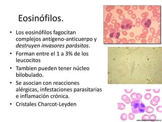 Eosinófilos.
• Los eosinófilos fagocitan
complejos antígeno-anticuerpo y
destruyen invasores parásitos.
• Forman entre el 1 a 3% de los
leucocitos
• Tambien pueden tener núcleo
bilobulado.
• Se asocian con reacciones
alérgicas, infestaciones parasitarias
e inflamación crónica.
• Cristales Charcot-Leyden

 