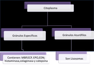 Citoplasma

Gránulos Específicos

Contienen: MBP,ECP, EPO,EDN;
histaminasa,colagenasa y catepsina

Gránulos Azurófilos

Son Lisosomas

 