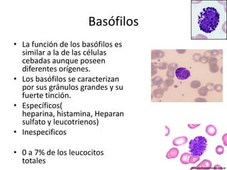 Basófilos
• La función de los basófilos es
similar a la de las células
cebadas aunque poseen
diferentes orígenes.
• Los basófilos se caracterizan
por sus gránulos grandes y su
fuerte tinción.
• Específicos(
heparina, histamina, Heparan
sulfato y leucotrienos)
• Inespecificos
• 0 a 7% de los leucocitos
totales

 