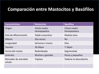 Comparación entre Mastocitos y Basófilos
Características

Mastocitos

Basófilos

Origen

Célula madre
hemopoyetica

Célula madre
hemopoyetica

Sitio de diferenciación

Tejido conjuntivo

Medula ósea

Mitosis

Si(a veces)

No

Longevidad

Semanas a meses

Días

Tamaño

20-30ụm

7-10ụm

Forma del núcleo

Redondeado

Segmentada

Gránulos

Muchos y grandes

Pocos y pequeños

Marcador de actividad
celular

Triptasa

Todavía no descubierto

 