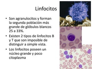 Linfocitos
• Son agranulocitos y forman
la segunda población más
grande de glóbulos blancos
25 a 33%.
• Existen 2 tipos de linfocitos B
y T que son imposible de
distinguir a simple vista.
• Los linfocitos poseen un
núcleo grande y poco
citoplasma

 