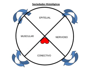 Sociedades Histológicas

EPITELIAL

MUSCULAR

NERVIOSO

CONECTIVO

 