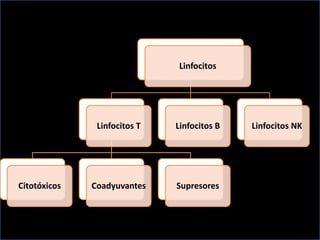 Linfocitos

Linfocitos T

Citotóxicos

Linfocitos B

Coadyuvantes

Supresores

Linfocitos NK

 