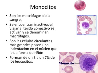 Monocitos
• Son los macrófagos de la
sangre.
• Se encuentran inactivos al
viajar al tejido conectivo se
activan y se denominan
macrófagos.
• Son las células circulantes
más grandes posen una
indentacion en el núcleo que
le da forma de riñón
• Forman de un 3 a un 7% de
los leucocitos.

 