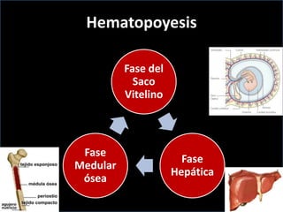 Hematopoyesis
Fase del
Saco
Vitelino

Fase
Medular
ósea

Fase
Hepática

 