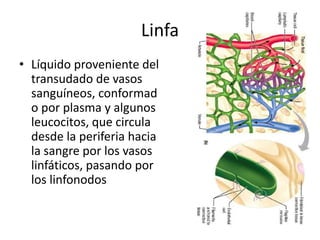 Linfa
• Líquido proveniente del
transudado de vasos
sanguíneos, conformad
o por plasma y algunos
leucocitos, que circula
desde la periferia hacia
la sangre por los vasos
linfáticos, pasando por
los linfonodos

 