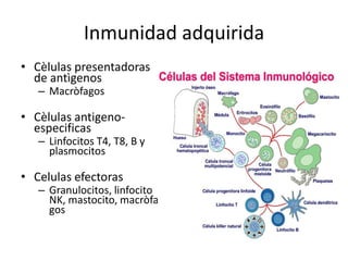 Inmunidad adquirida
• Cèlulas presentadoras
de antìgenos
– Macròfagos

• Cèlulas antigenoespecificas

– Linfocitos T4, T8, B y
plasmocitos

• Celulas efectoras

– Granulocitos, linfocito
NK, mastocito, macròfa
gos

 