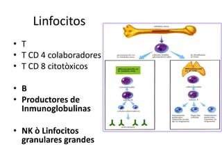 Linfocitos
• T
• T CD 4 colaboradores
• T CD 8 citotòxicos
• B
• Productores de
Inmunoglobulinas

• NK ò Linfocitos
granulares grandes

 