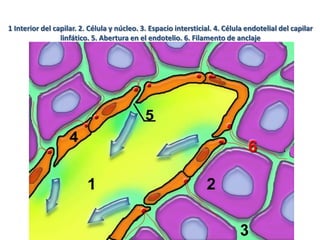 1 Interior del capilar. 2. Célula y núcleo. 3. Espacio intersticial. 4. Célula endotelial del capilar
linfático. 5. Abertura en el endotelio. 6. Filamento de anclaje

 